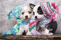 天冷了，別讓狗狗著涼